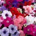 Afbeelding van Petunia P12 divers